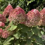 Hortenzia metlinatá (Hydrangea paniculata) ´LIVING COLOURFUL COCKTAIL´® by LIVING CREATIONS® - výška 20-30 cm, kont. C2L